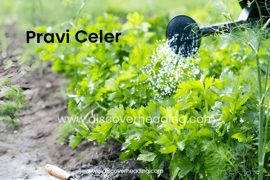 Pravi Celer: The True Celery Rooted in Tradition, Nutrition, and Modern Wellness