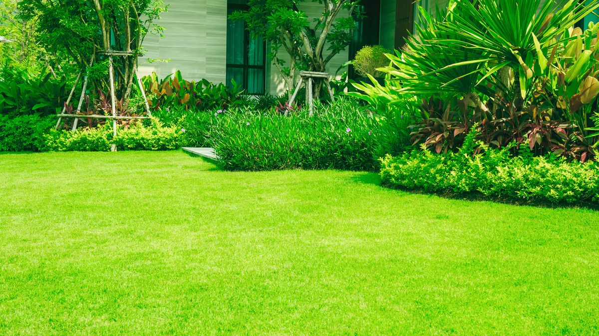 greener grass landscaping