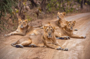 Gir Wildlife Tour Package